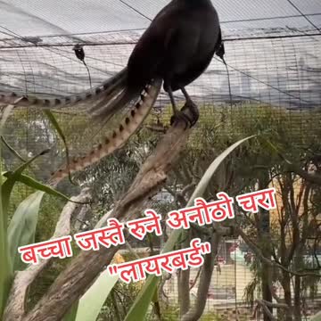 Crow playing