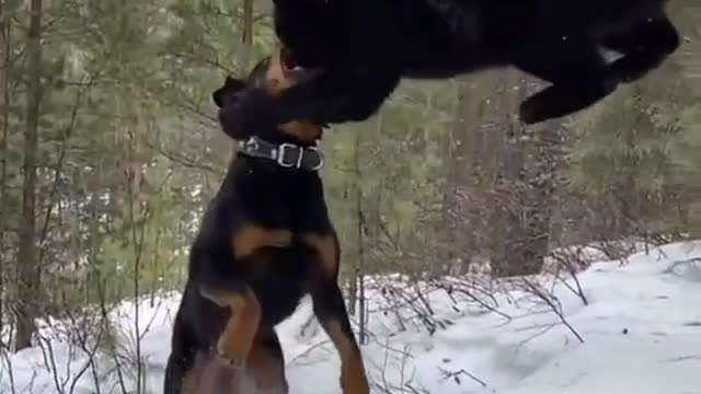 Dog and Jaguar Are Best Friends