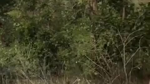 Deer jumping moments video