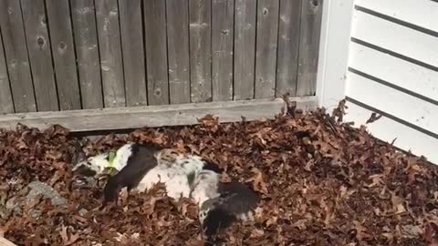 Black white puppy in leaves