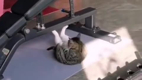 Cat Goes To The Gym And Performs Crunches