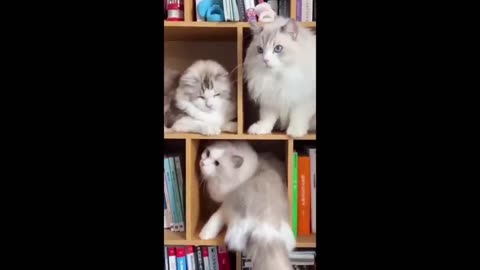 Funniest Cats and Dogs Videos -- Hilarious Animal Compilation 429