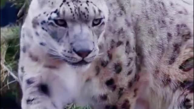 It's a leopard, isn't it? It looks like it's stretching