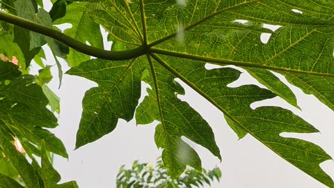 Rain with green leaves