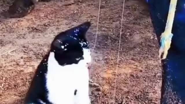 Cat like what just happened? Milk leak...... Funny Animals