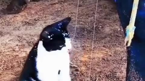 Cat like what just happened? Milk leak...... Funny Animals