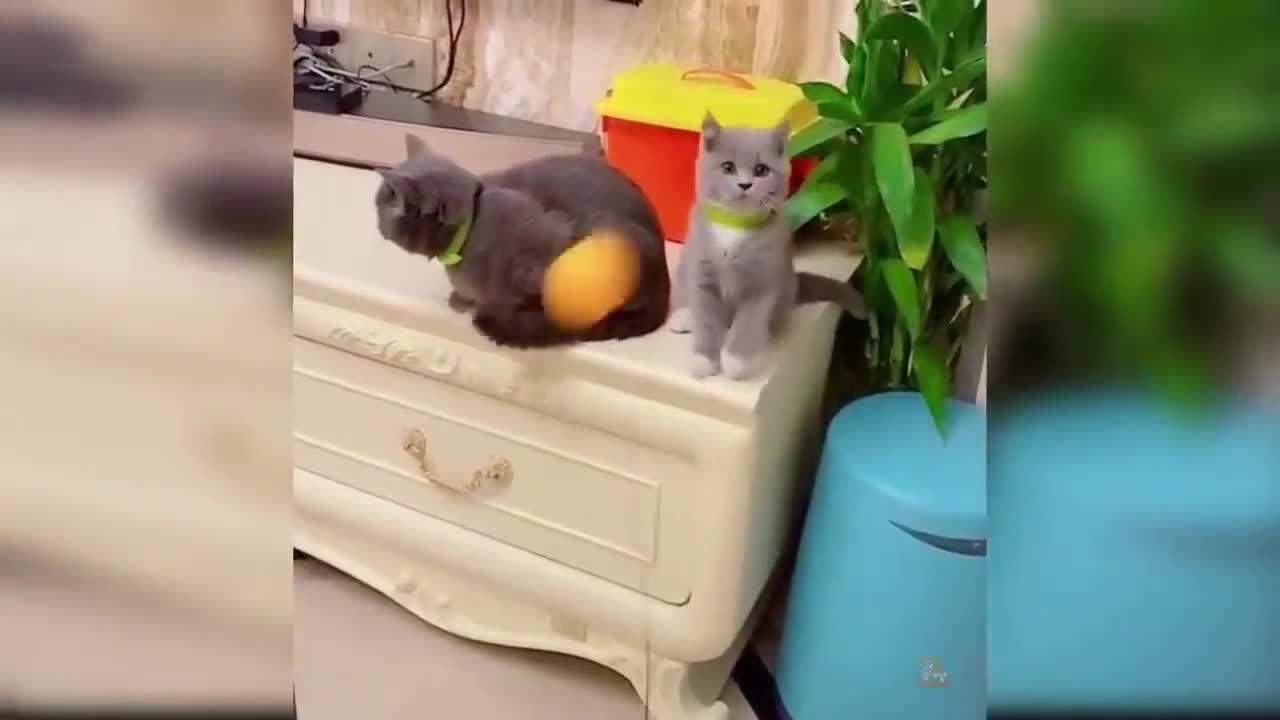 Cat Plays Ball