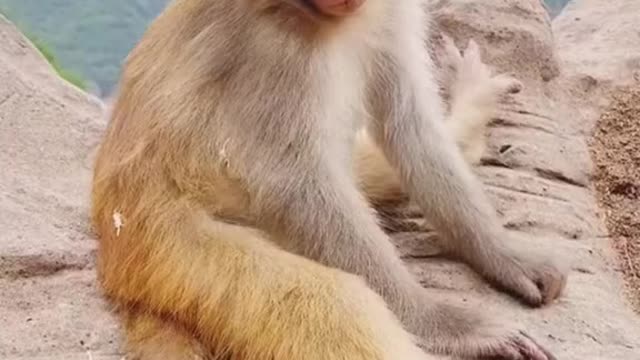 Monkey sleeping