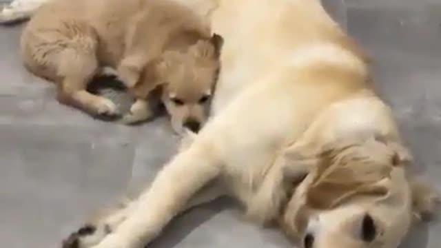 The baby dog should cuddle up to its mother