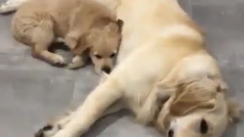 The baby dog should cuddle up to its mother