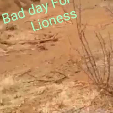 The Wilderbeast Gives The Lioness A run For Her Money.