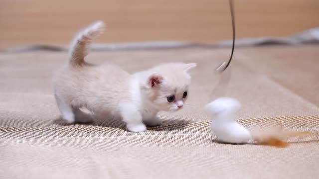 Milky white Manji Kangying short kitten playing with cat stick-2