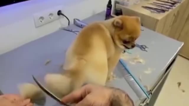 really cute dog tail hair cut