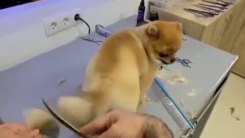 really cute dog tail hair cut