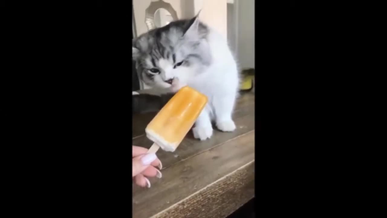 FUNNY CAT VIDEOS