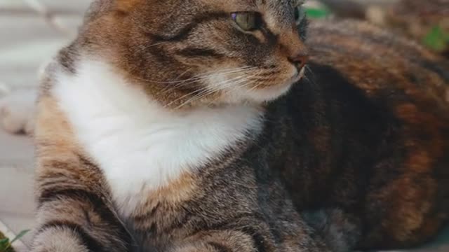 Animal cat video today