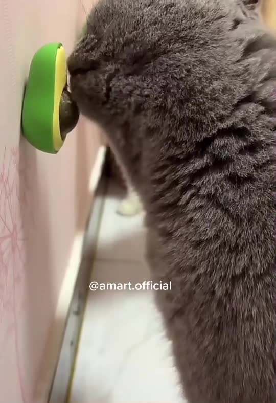 funny|prank|jokes|funny jokes|dad jokes|funny memes|funny video|fun|laughing|funny animal|knock