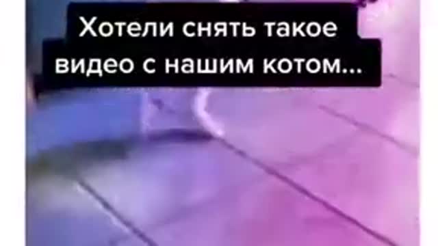 СМЕШНЫЕ ЖИВОТНЫЕ / ЛУЧШИЕ ПРИКОЛЫ Хотели снять видео с котом / приколы с котами до слёз