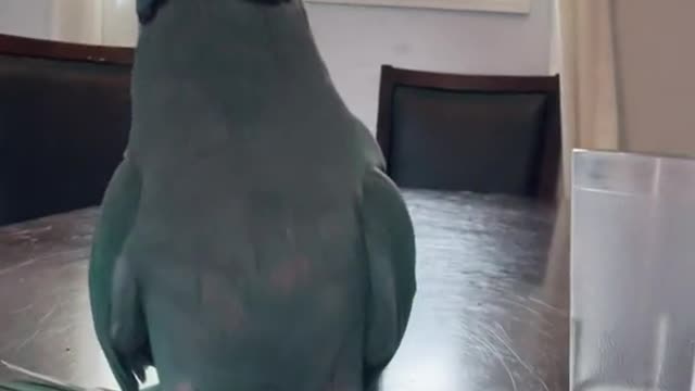 Funny Bird #shorts#rumble