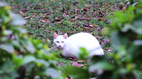 A cat that is alert to its surroundings