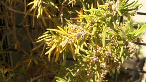 fragrant rosemary - rosemary nice day.