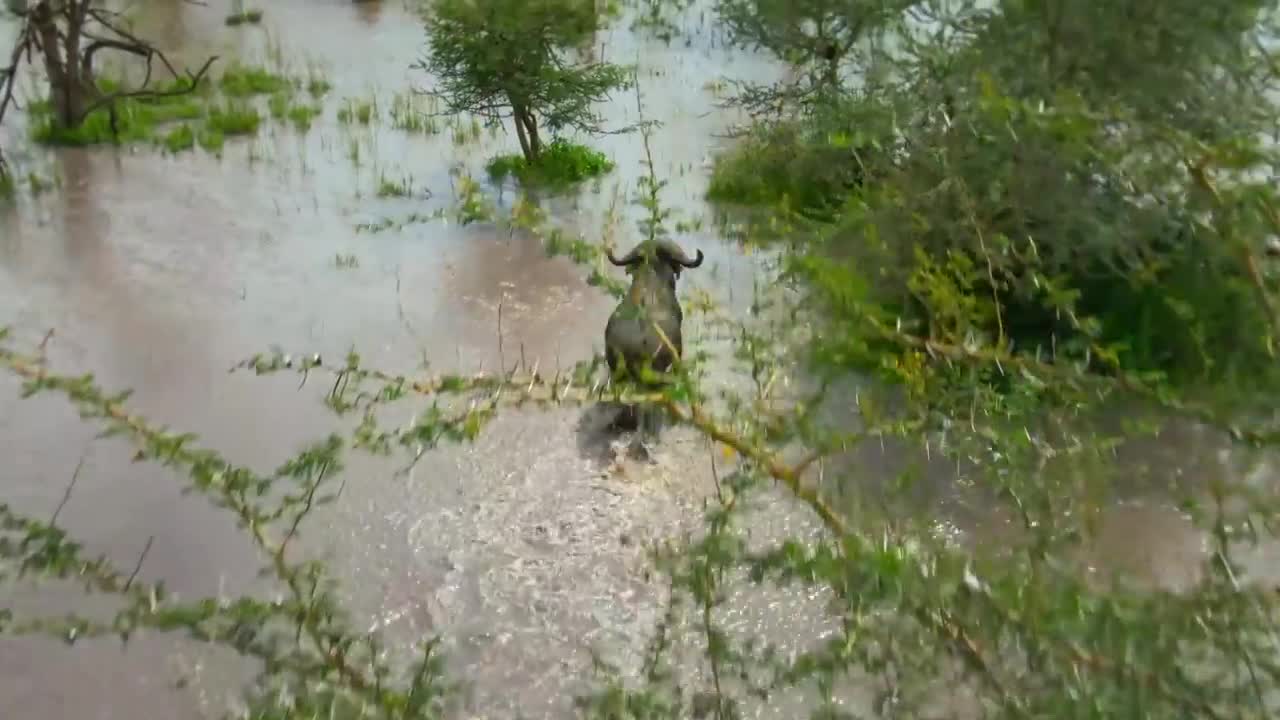 Serengeti II | Trailer | BBC Earth