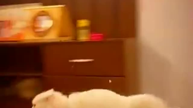 The Funniest Cat Videos on the Internet 🤣🐱