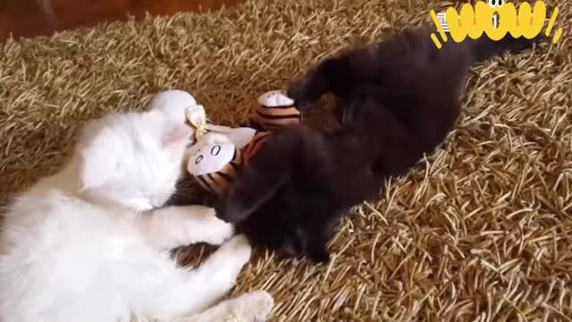 Family pet cats are fighting with each other