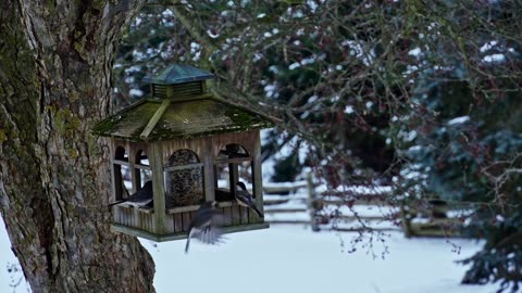 Relief video of Birds