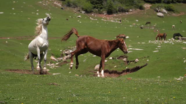 Horse Play Fighting