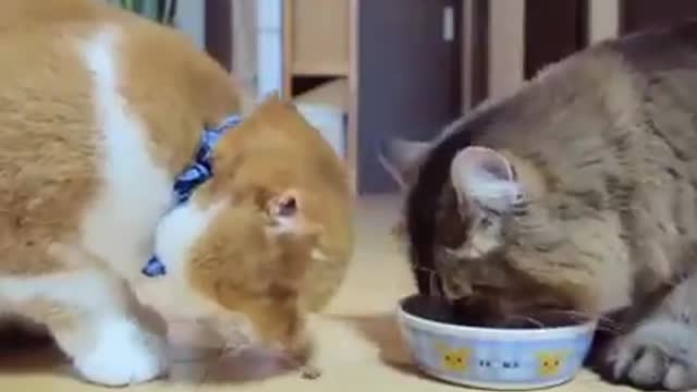 Two Gentlemen Еat