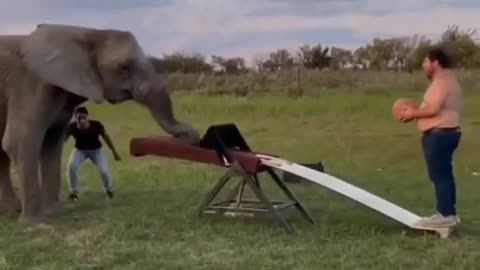 Humans and animals playing sports together