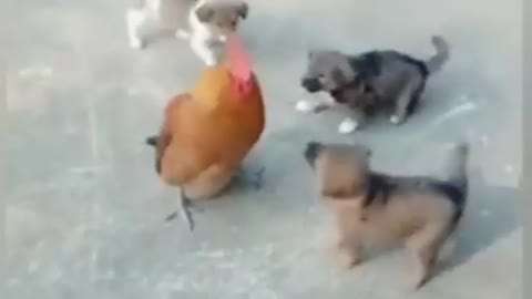 Chikne vs dog funny fight