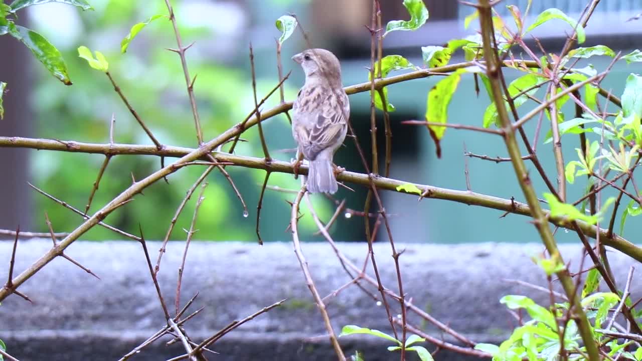 Rock Sparrow Perched on Branch