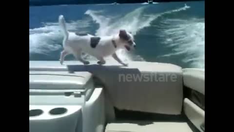 Dog falls from boat | very funny