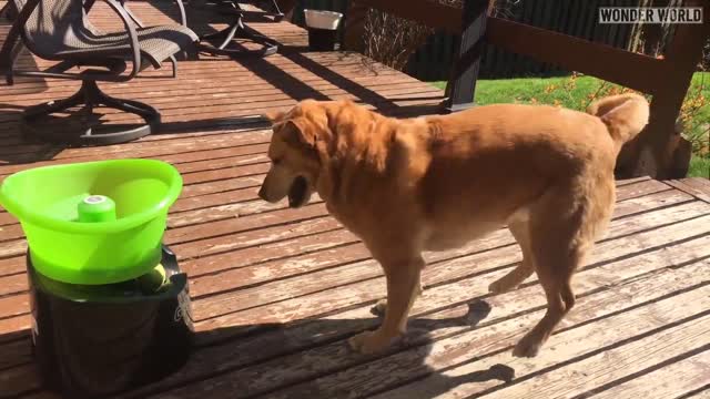 Buddy The Rescue Dog Does The Happy Dog Dance