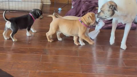 Puppy Chaos