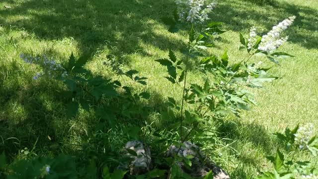 The plant grows on the stone