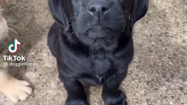 cute puppy