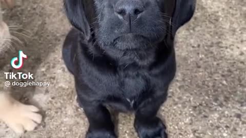 cute puppy