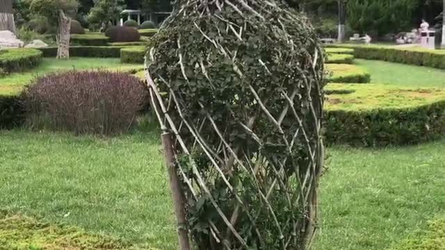 Tall trees like vases stand on the lawn