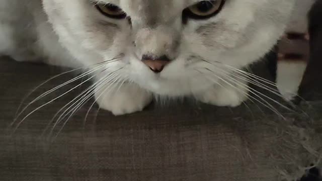 cat