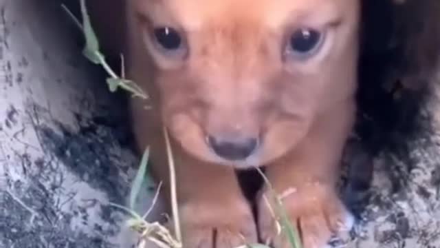 poor puppy
