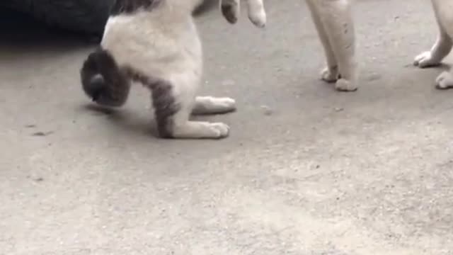 Funny Cat fighting 😂