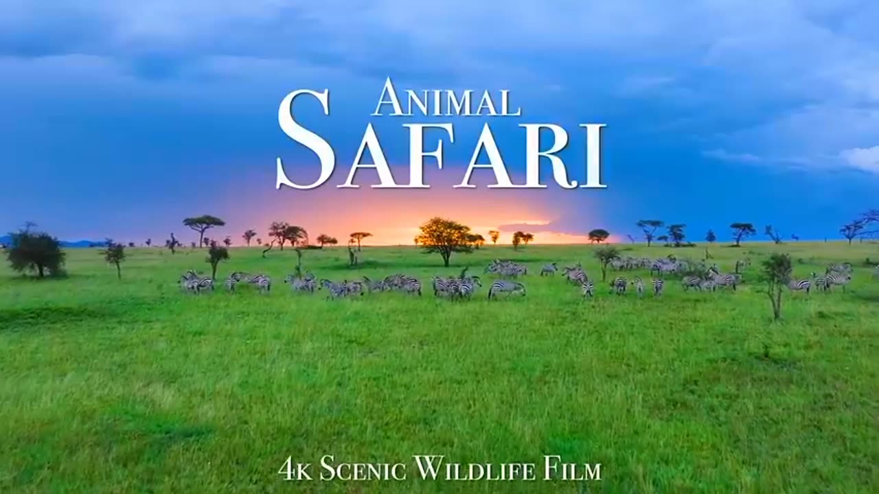 Animal Safari