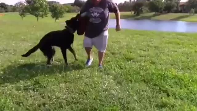 How to train a dog to become aggressive ok