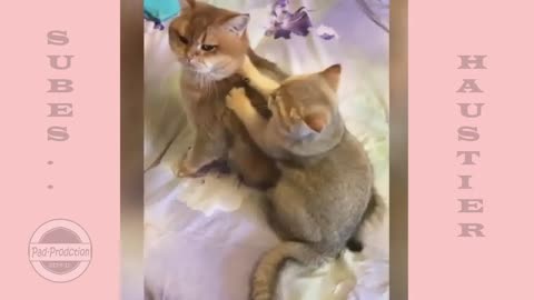 Lustige Tiervideos und entzückende Haustiere die dich zum Lachen bringen
