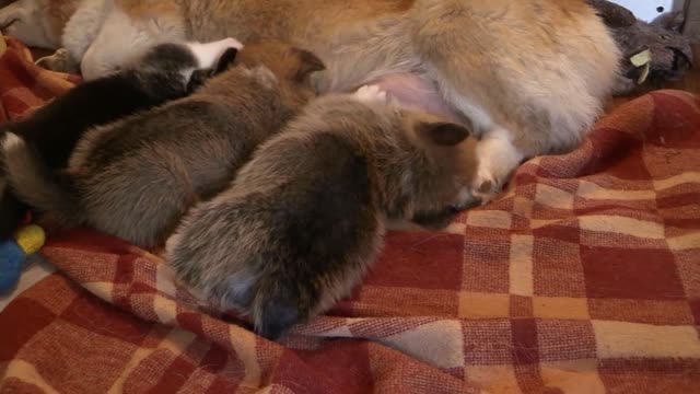 Chiots et leur maman