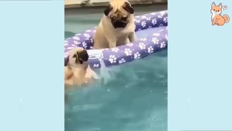 Funny dog video