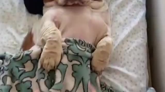 Funny Cute Dog Video 😂💙🐶 #shorts